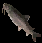 Cave Catfish